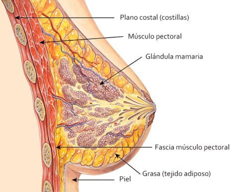 Fibrosis and cysts in the sinuses: Symptoms, Treatment and Risk of Cancer